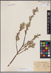 Foto von Salix candida Flüggé ex Willd.